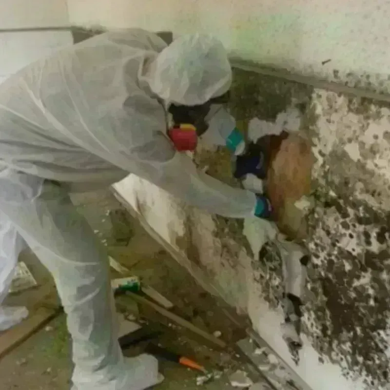 Mold Remediation and Removal in Montgomery County, NC